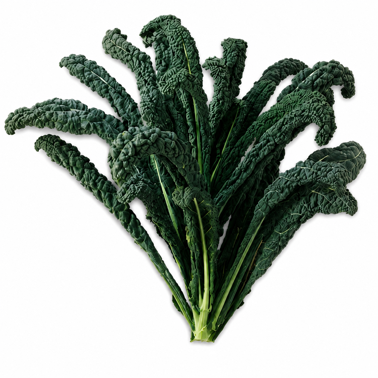 Dinosaur Kale Seeds – Nero di Toscana Precoce | Franchi Seeds Italy (WINTER)