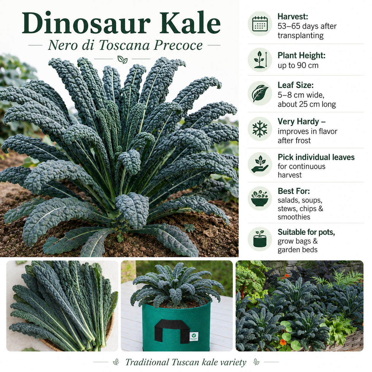 Dinosaur Kale Seeds – Nero di Toscana Precoce | Franchi Seeds Italy (WINTER)