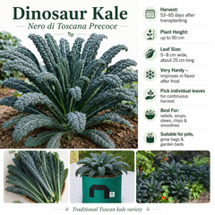 Dinosaur Kale Seeds – Nero di Toscana Precoce | Franchi Seeds Italy (WINTER)