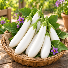 Long glossy white F1 Hybrid eggplants growing on a healthy upright plant – white brinjal seeds for home gardening in Pakistan