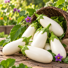 Creamy-white teardrop-shaped F1 Hybrid eggplants growing on a healthy plant – white brinjal seeds for summer and winter gardening in Pakistan