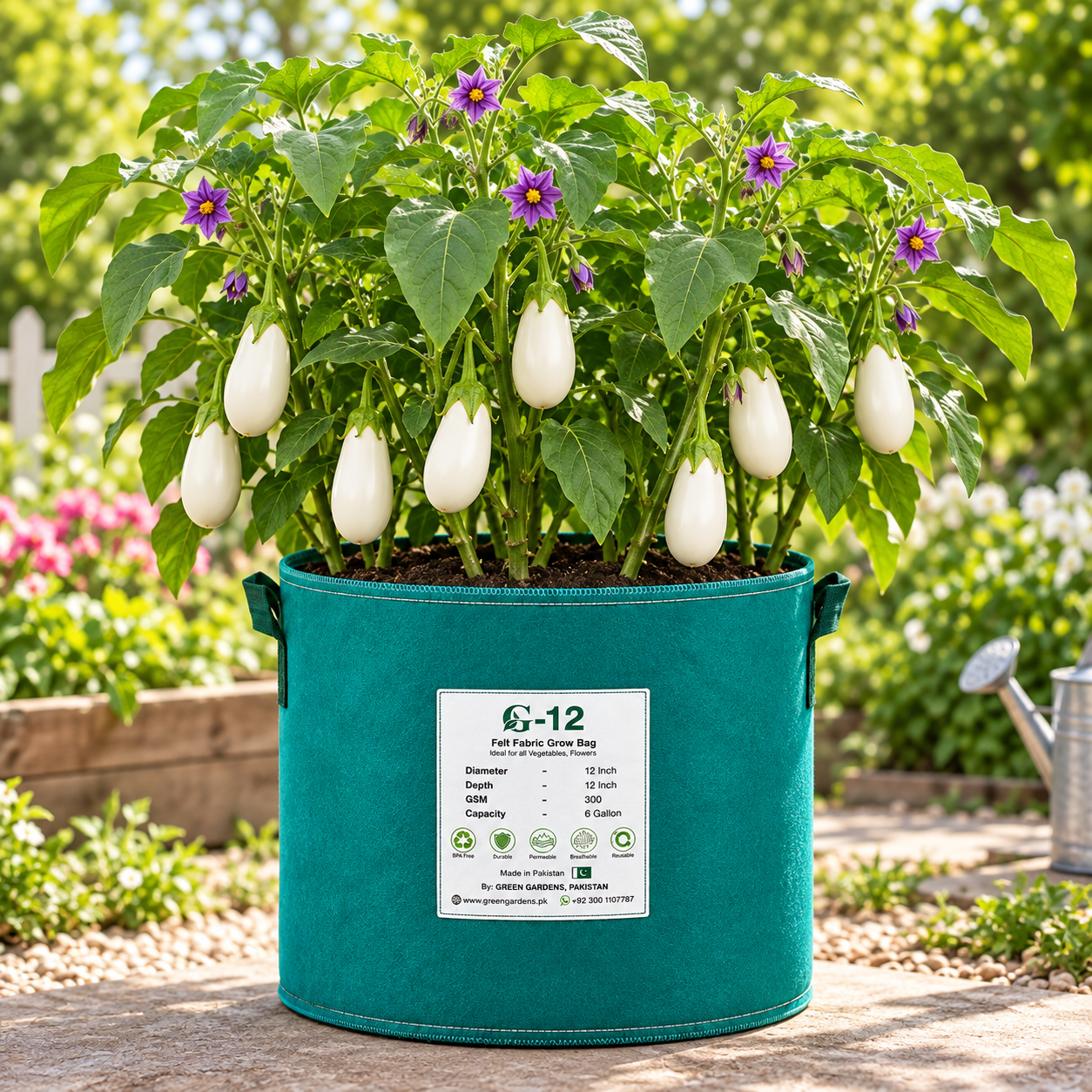 Creamy-white teardrop-shaped F1 Hybrid eggplants growing on a healthy plant – white brinjal seeds for summer and winter gardening in Pakistan
