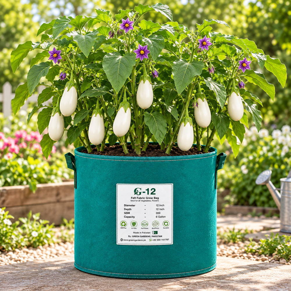 Creamy-white teardrop-shaped F1 Hybrid eggplants growing on a healthy plant – white brinjal seeds for summer and winter gardening in Pakistan