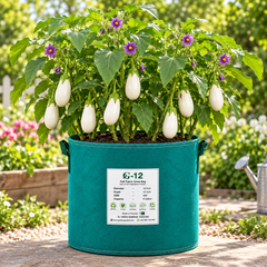 Creamy-white teardrop-shaped F1 Hybrid eggplants growing on a healthy plant – white brinjal seeds for summer and winter gardening in Pakistan