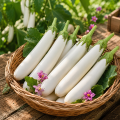 Eggplant White Long Seeds, F1 Hybrid  (WINTER/ SUMMER) بینگن سفید لمبا