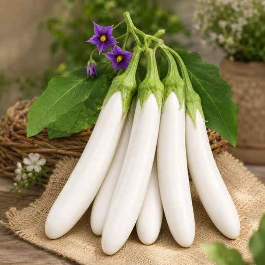 Eggplant White Long Seeds, F1 Hybrid  (WINTER/ SUMMER) بینگن سفید لمبا