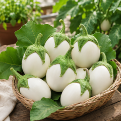 Eggplant White Round Seeds, F1 Hybrid (SUMMER/ WINTER) بینگن سفید  گول