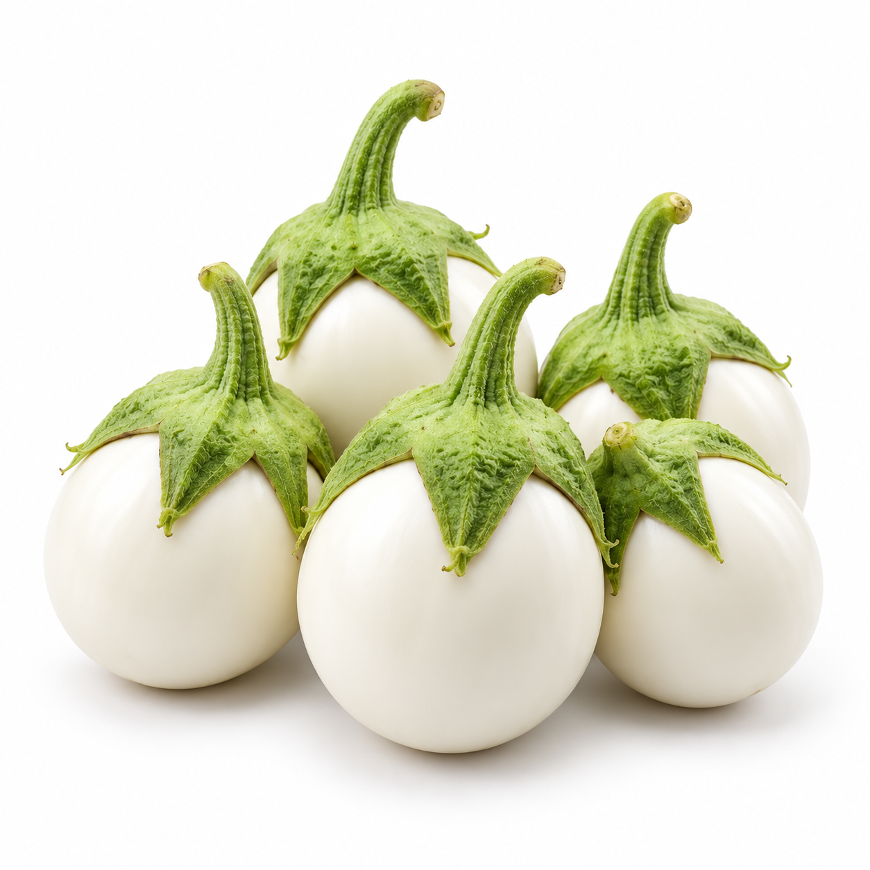 Round glossy white F1 Hybrid eggplants growing on a healthy upright plant – white brinjal seeds for summer and winter gardening in Pakistan