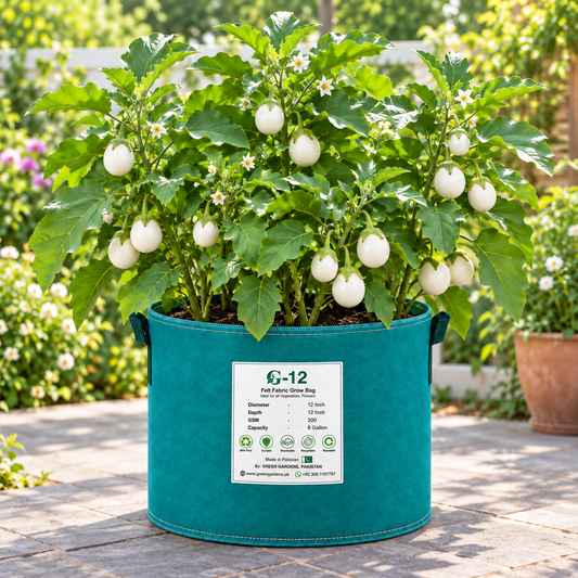 Round glossy white F1 Hybrid eggplants growing on a healthy upright plant – white brinjal seeds for summer and winter gardening in Pakistan