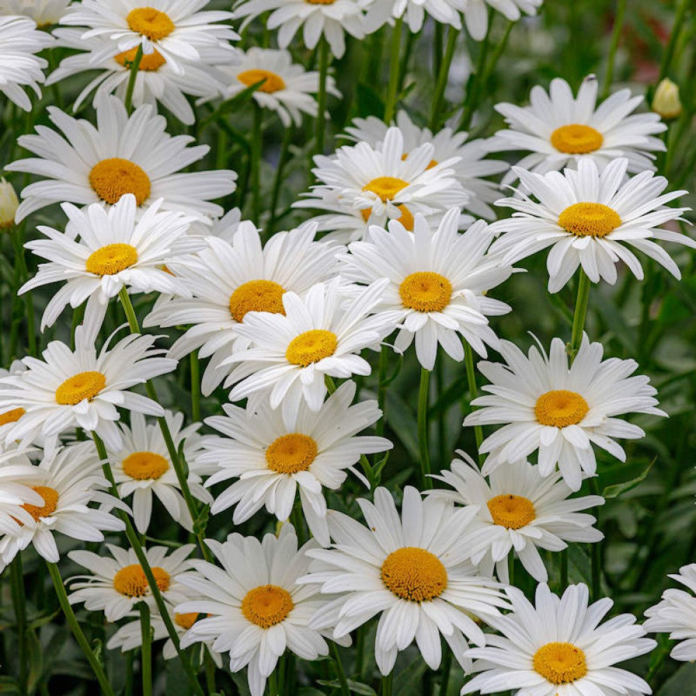 Ox Eye Daisy Seeds (WINTER)