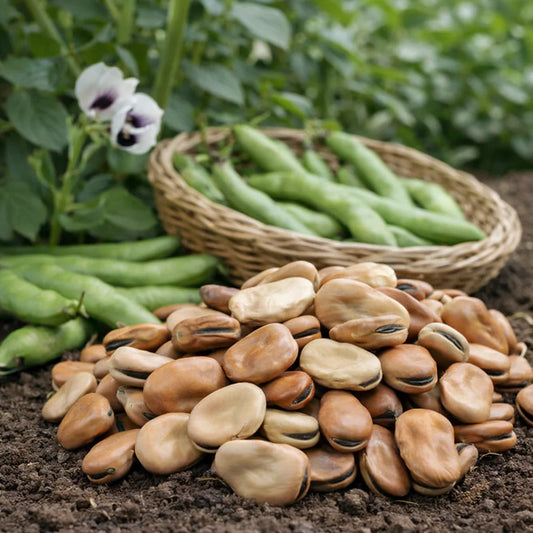 Fava Beans / Broad Beans Seeds – 1 kg Produced at Khaplu, (WINTER)