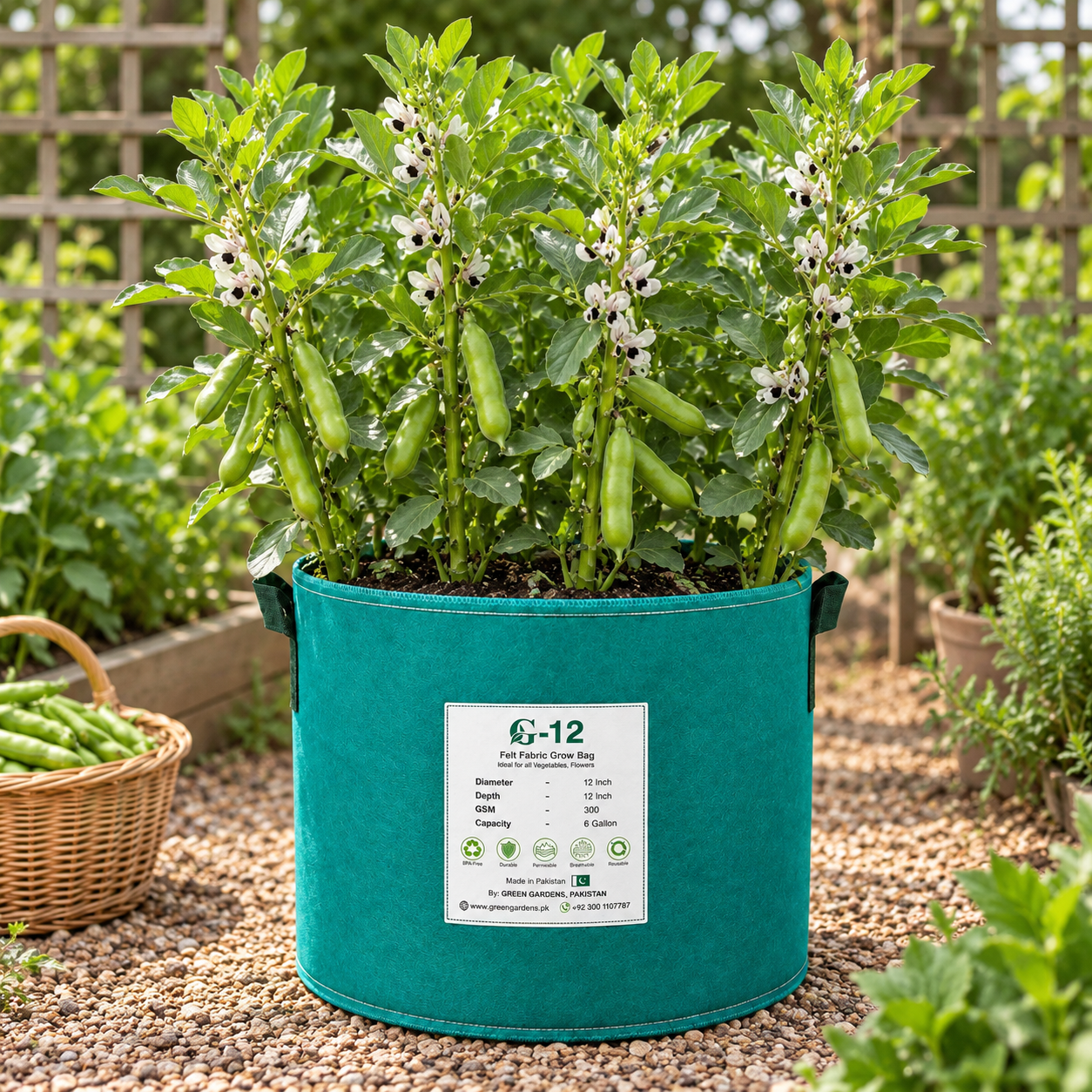 Fava Beans Broad Beans seeds 1 kg produced at Khaplu with healthy plants and green pods – bulk winter vegetable seeds Pakistan
