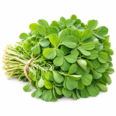 Healthy green Kasuri Methi fenugreek plants with aromatic leaves – winter herb seeds for home and kitchen gardening in Pakistan