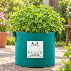 Healthy green Kasuri Methi fenugreek plants with aromatic leaves – winter herb seeds for home and kitchen gardening in Pakistan
