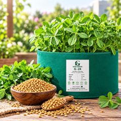Fresh green Fenugreek Methry leaves growing densely in a kitchen garden – winter Methry seeds for pots and grow bags in Pakistan