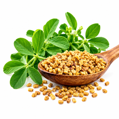 Fresh green Fenugreek Methry leaves growing densely in a kitchen garden – winter Methry seeds for pots and grow bags in Pakistan