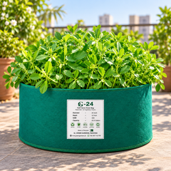 Fresh green Fenugreek Methry leaves growing densely in a kitchen garden – winter Methry seeds for pots and grow bags in Pakistan