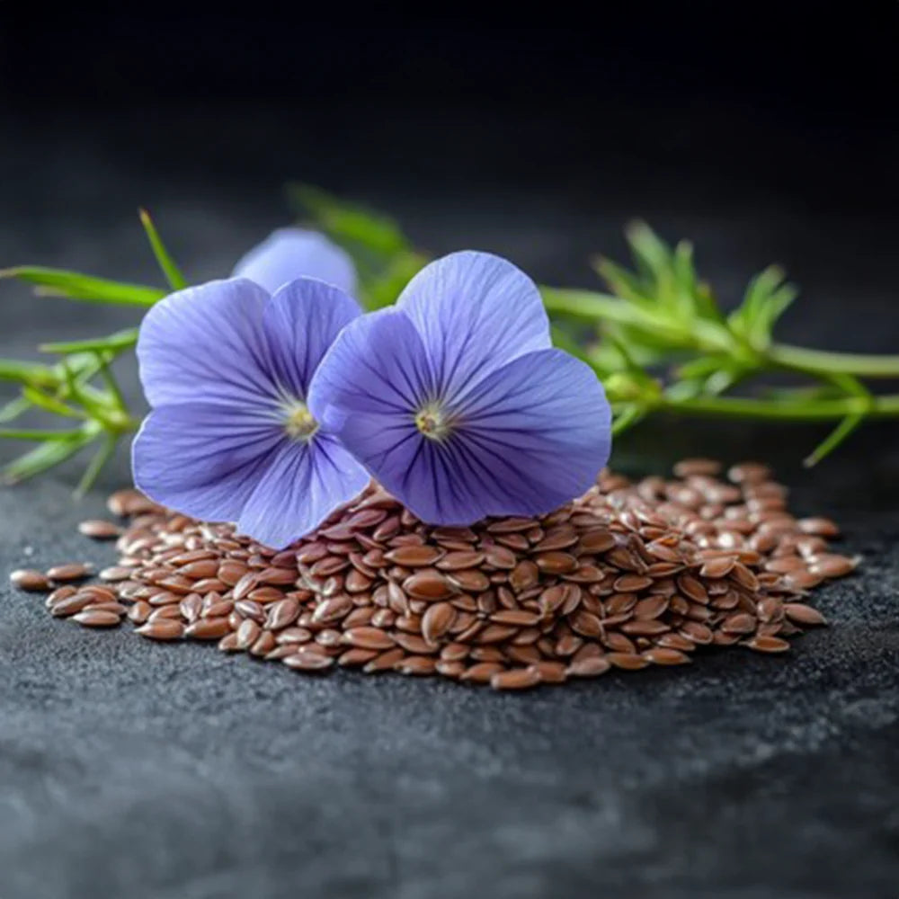 Flax Linum usitatissimum Alsi plant with delicate blue flowers and slender green stems – winter seeds for pots grow bags and gardens in Pakistan