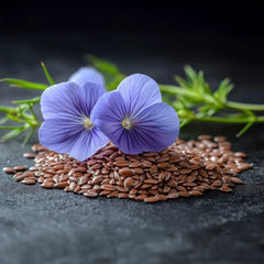 Flax Linum usitatissimum Alsi plant with delicate blue flowers and slender green stems – winter seeds for pots grow bags and gardens in Pakistan