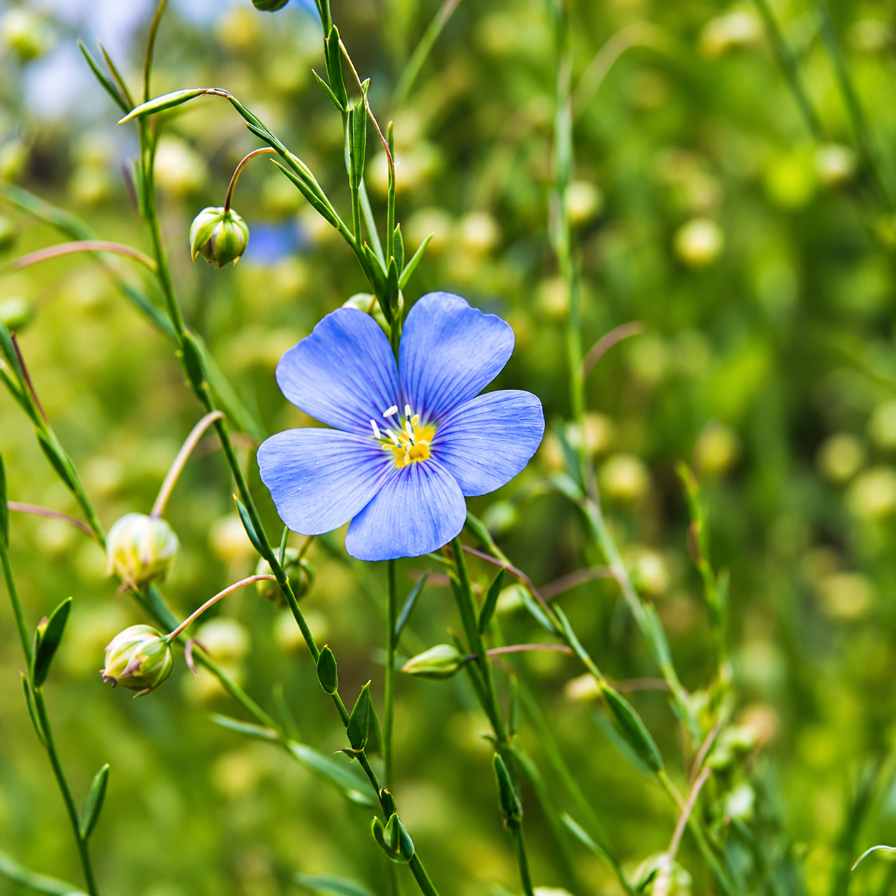 Flax Linum usitatissimum Alsi plant with delicate blue flowers and slender green stems – winter seeds for pots grow bags and gardens in Pakistan