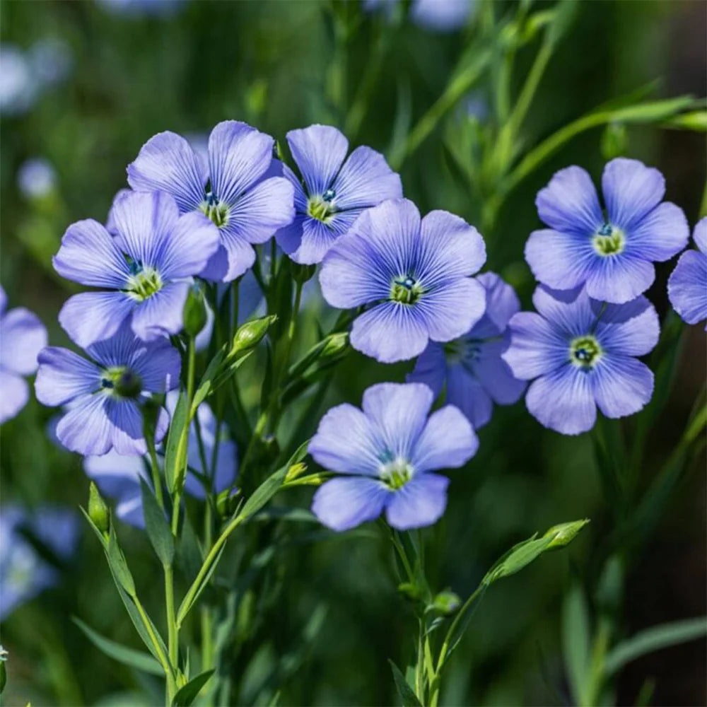 Flax Linum usitatissimum Alsi plant with delicate blue flowers and slender green stems – winter seeds for pots grow bags and gardens in Pakistan