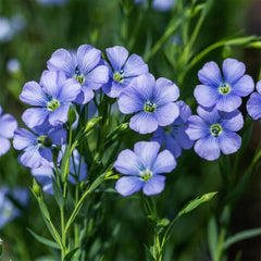Flax Linum usitatissimum Alsi plant with delicate blue flowers and slender green stems – winter seeds for pots grow bags and gardens in Pakistan