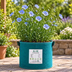 Flax Linum usitatissimum Alsi plant with delicate blue flowers and slender green stems – winter seeds for pots grow bags and gardens in Pakistan