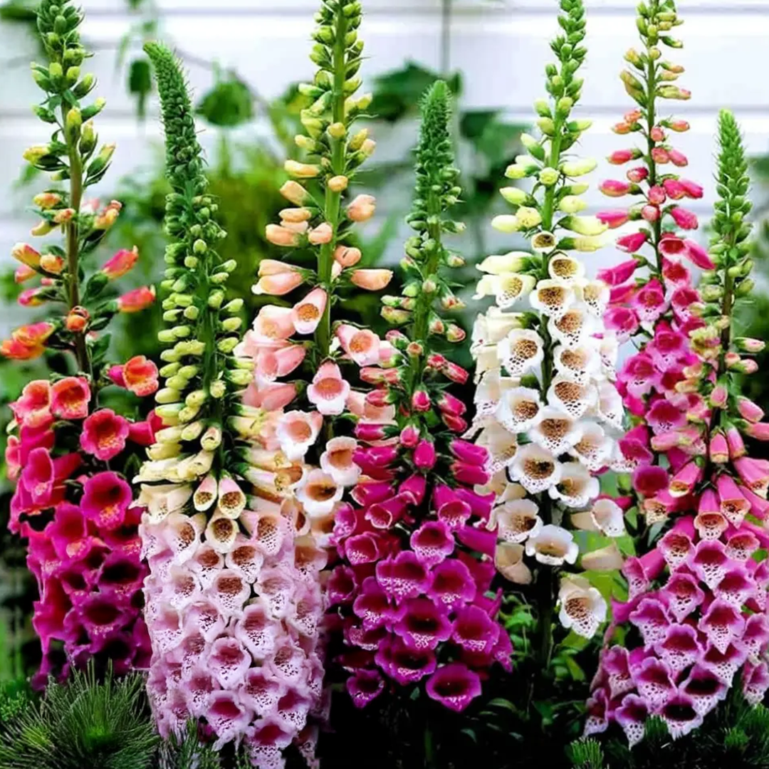 Fox Gloves/ Digitalis Seeds - Mix (WINTER)