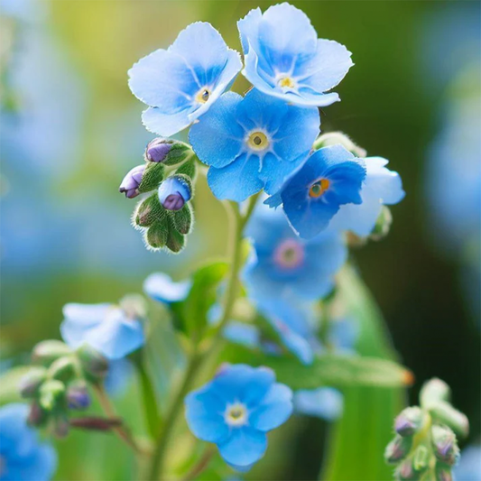 Cynoglossum Amabile (Chinese Forget-Me-Not) {WINTER}