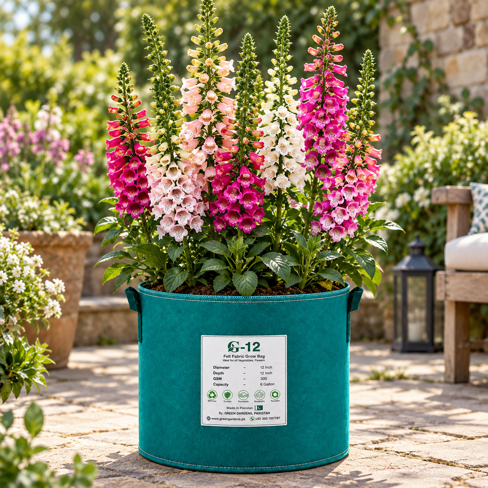 Foxglove Digitalis Mix with tall colourful pink purple and white bell-shaped flower spikes – winter flower seeds for beds pots and grow bags in Pakistan