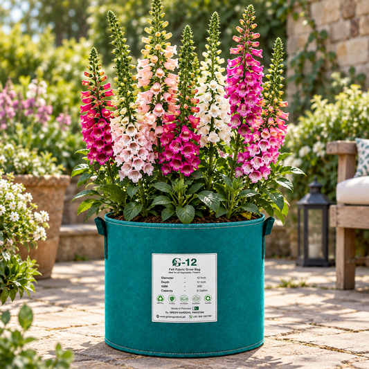 Foxglove Digitalis Mix with tall colourful pink purple and white bell-shaped flower spikes – winter flower seeds for beds pots and grow bags in Pakistan
