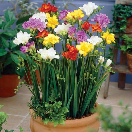 Freesia Bulbs Mix – Cut Flower Special (Pack of 5)