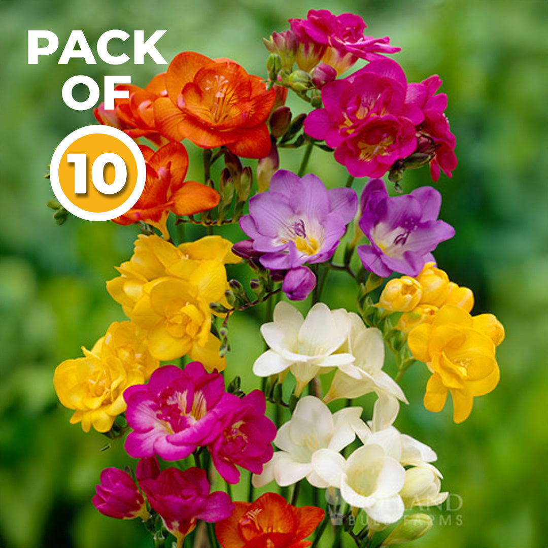 Freesia Bulbs Dwarf – Mix Colors (Pack of 10)