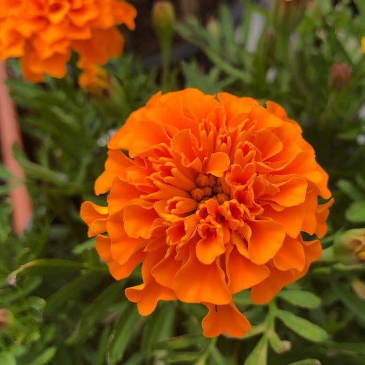 French Marigolds, Jaffery, Deep Orange (Winter)جعفری