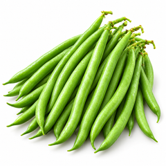 Fresh tender green French Bean pods growing on healthy plants – Green Beans seeds for winter and summer kitchen gardening in Pakistan