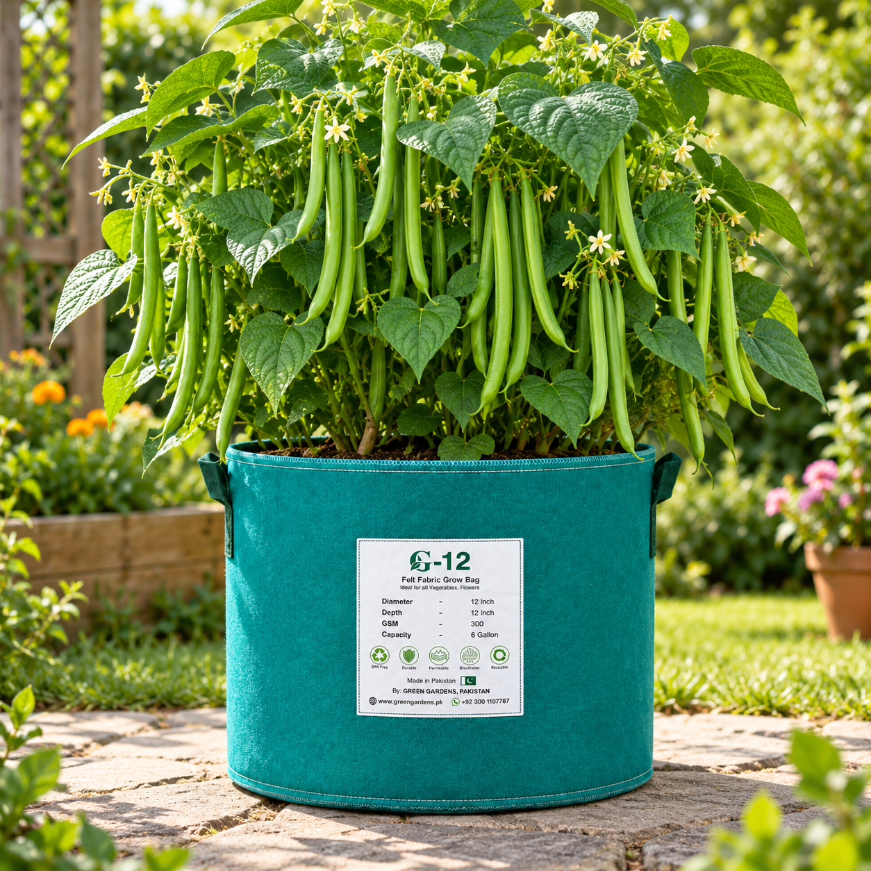 Fresh tender green French Bean pods growing on healthy plants – Green Beans seeds for winter and summer kitchen gardening in Pakistan