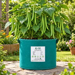 Fresh tender green French Bean pods growing on healthy plants – Green Beans seeds for winter and summer kitchen gardening in Pakistan