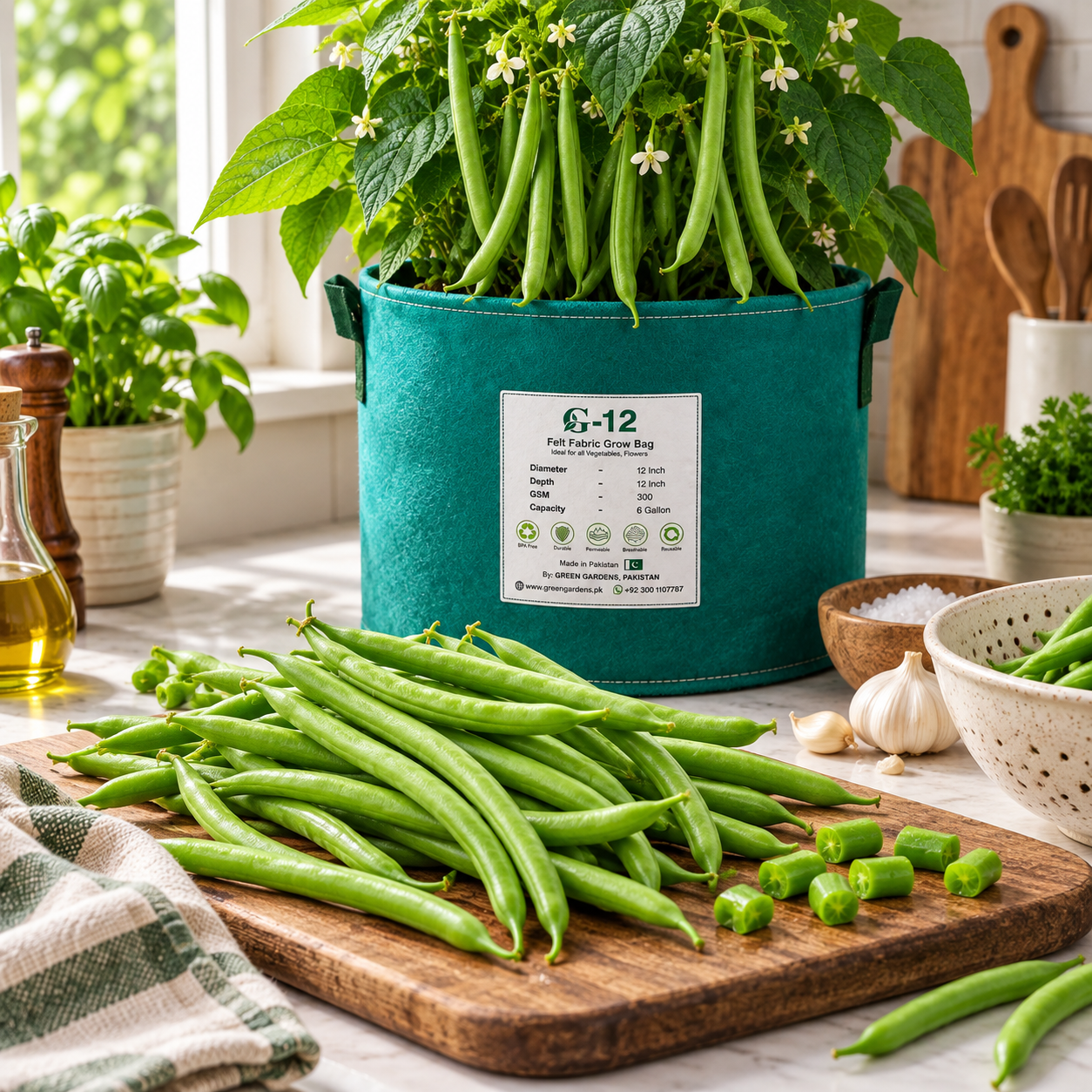 Fresh tender green French Bean pods growing on healthy plants – Green Beans seeds for winter and summer kitchen gardening in Pakistan