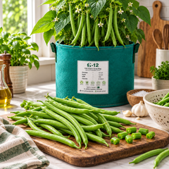 Fresh tender green French Bean pods growing on healthy plants – Green Beans seeds for winter and summer kitchen gardening in Pakistan