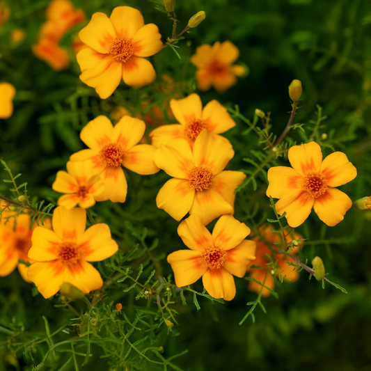 French Marigold Seeds - Single Multicolor Dwarf (WINTER)