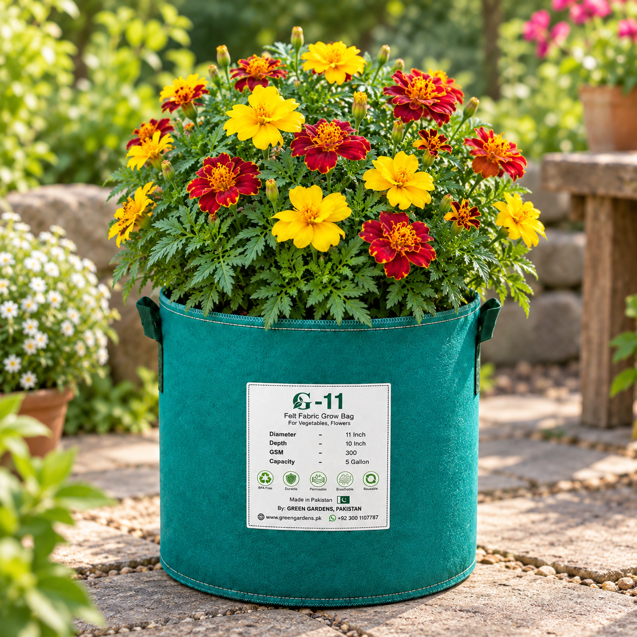 French Marigold Single Multicolor Dwarf with colourful single yellow, orange, red and bicolour flowers – compact Tagetes patula seeds for home gardens in Pakistan