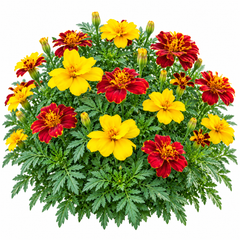French Marigold Single Multicolor Dwarf with colourful single yellow, orange, red and bicolour flowers – compact Tagetes patula seeds for home gardens in Pakistan