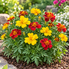 French Marigold Single Multicolor Dwarf with colourful single yellow, orange, red and bicolour flowers – compact Tagetes patula seeds for home gardens in Pakistan