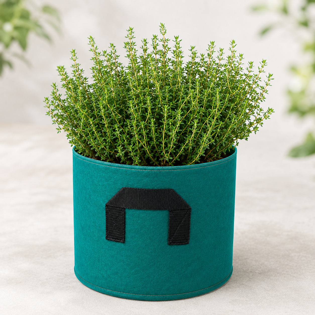 Thyme Seeds – Aromatic Culinary Herb Seeds for Home & Kitchen Gardening – WINTER