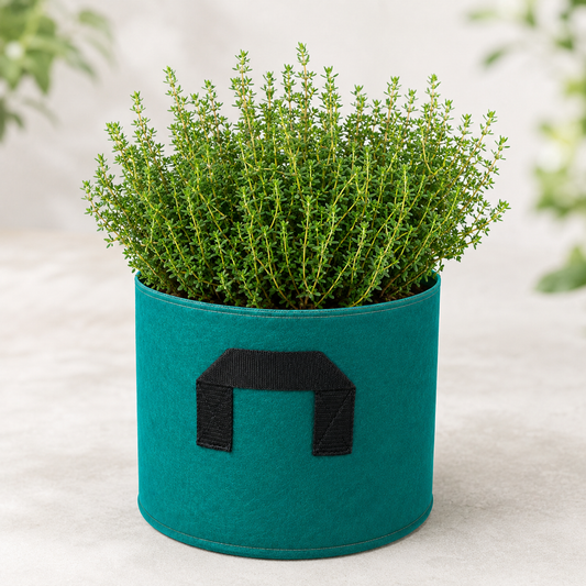 Thyme Seeds – Aromatic Culinary Herb Seeds for Home & Kitchen Gardening – WINTER