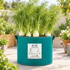 Healthy green fennel plant with fine feathery aromatic leaves – Saunf seeds for winter kitchen and herb gardening in Pakistan