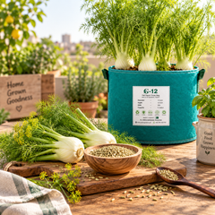 Healthy green fennel plant with fine feathery aromatic leaves – Saunf seeds for winter kitchen and herb gardening in Pakistan