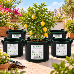 GREEN GARDENS G-20 F Black Pack of 5 lifestyle image with lemon plant
