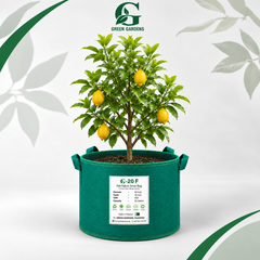 GREEN GARDENS G-20 F Green 20×16 inch round felt fabric grow bag with 4 handles for fruit plants