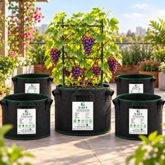 GREEN GARDENS G-24 F Black Pack of 5 lifestyle image with grapevine and trellis